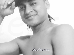 Scottrosee